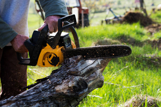 Best Stump Grinding and Removal  in Redington Shores, FL